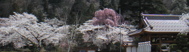 恵倫寺の桜