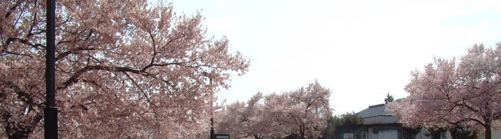博物館の高遠桜